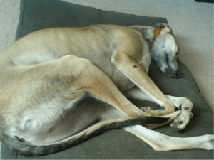 Dreaming of a lazy weekend ...